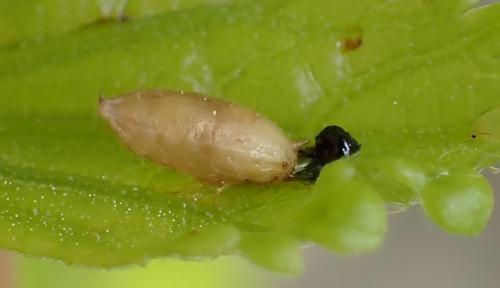 Leucopis sp.